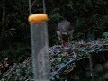 Sparrowhawk eating Sparrow 1