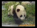 Panda Baby ???????