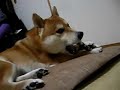 柴犬動画