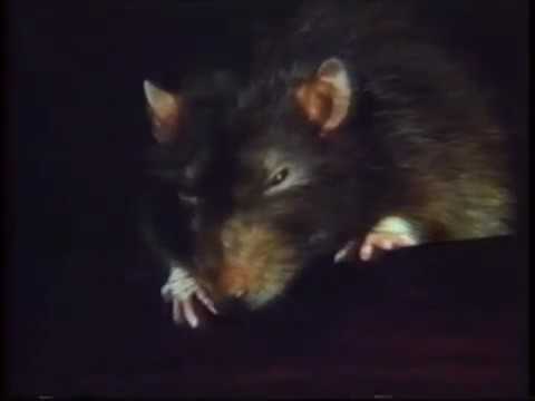 WOW AMAZINZ WILLARD Trailer