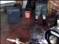 Satanic Cumshot - Eternal Chela + United Forces (Ensayo) Satanic Cumshot - Eternal Chela + United Forces (Ensayo)