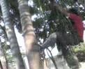 En La Palmera En La Palmera