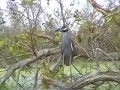 Yellow-crowned Night-Heron