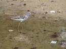 Tringa nebularia(Greenshank) Tringa nebularia(Greenshank)