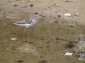 Tringa nebularia(Greenshank)
