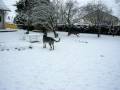 2009-01-06 | Irish Wolfhound Sumo im Schnee 1 ~> Irish Wolfhound Sumo im Schnee 1 ... (00:28)