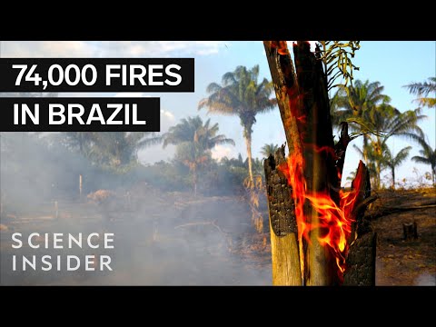 Why The Amazon Fires Are Such A Big Deal