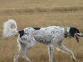 Saluki Dog