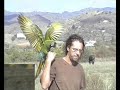 vuelo libre guacamayo militaris vuelo libre guacamayo militaris