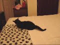 Moe vs. Anything he can play with
