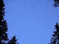 Bergfinken Hotzenwald 050.MOV - Fringilla montifringilla - Mountain Finch - Brambling