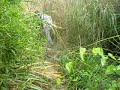 化石日記-2  竹南鯊牙