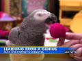 Goodbye to Alex a gifted parrot Goodbye to Alex a gifted parrot