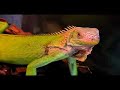PROGRAMA PET E CIA - IGUANA PROGRAMA PET E CIA - IGUANA