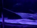 another vid of a shark
