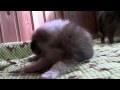 09年12月30日生まれのシェルティー子犬（オス）