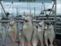 Petersburg Alaska Sportfishing Petersburg Alaska Sportfishing