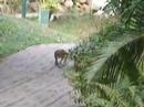 Wallaby on driveway Wallaby on driveway