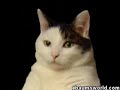 kittykatdance
