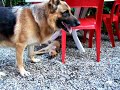 Niky & Fido