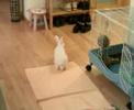 Mr Rabbit Chan - Living Room Walk