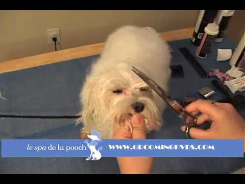 how to trim dogs face