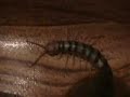 Centipede (venomous) crawls up me leg. Woo, one wild unit!