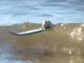 surf de roedores