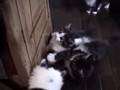 ムサシくん仔猫時代・仲良し兄弟