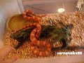 reptile room