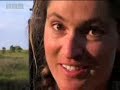 Lions vs leopards - African big cats fight for survival - BBC wildlife