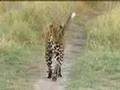 Lions-vs-leopards-Af