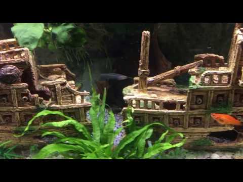 SchiffsWrack und Seemonster- Aquarium