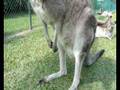 videos de Zoo Steve Irvin