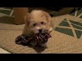 dieselle - bichon havanais