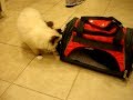 Charlie-a-Ragdoll-Ki
