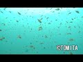 セブ ヒルトゥガン 魚の群れ