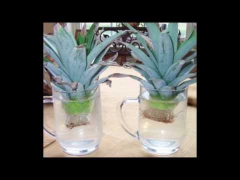 how to plant pineapple head