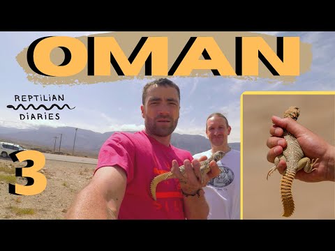 YouTube reptile video