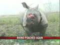 Kaziranga hosts the play of death