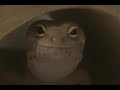 Leopard gecko smiling