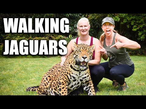 Walking Jaguars | Myrtle Beach Safari