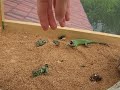 Khan The Mongolian Hissing Lizzard
