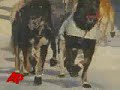 96 Mushers Race 1,100 Mile Iditarod Trail