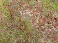 Drosera filiformis & other carnivores Drosera filiformis & other carnivores