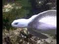 Minty-the-White-Turt