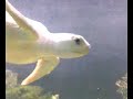 Minty-the-White-Turt