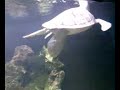Minty-the-White-Turt