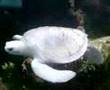Minty the White Turtle