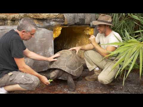 YouTube reptile video
